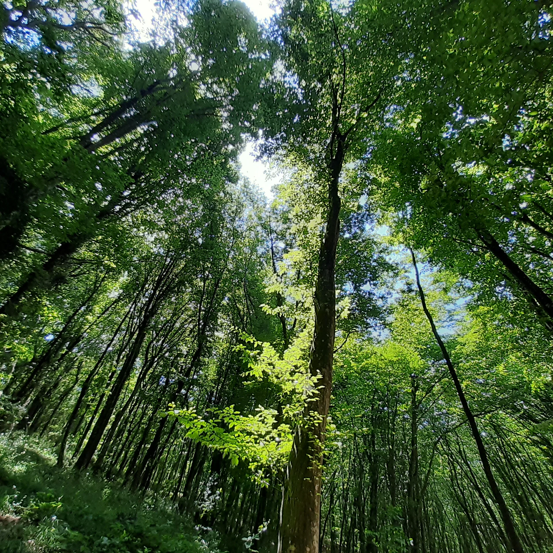 Fatih Çeşmesi Tabiat Parkı fotoğrafı