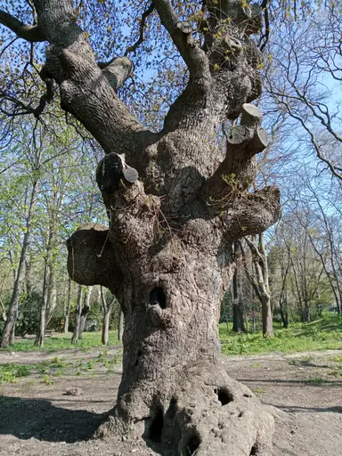Florya Kumsalı