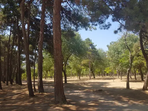 Atatürk Kent Ormanı