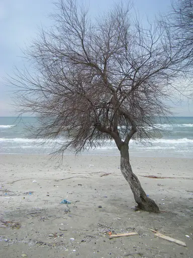 Menekşe Plajı